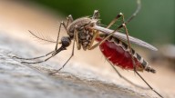 Soy jardinero y ésta es la planta que debes poner en tu casa para ahuyentar a los mosquitos en verano