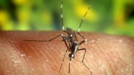 Detectan en un caballo el primer caso de fiebre del Nilo en Baleares