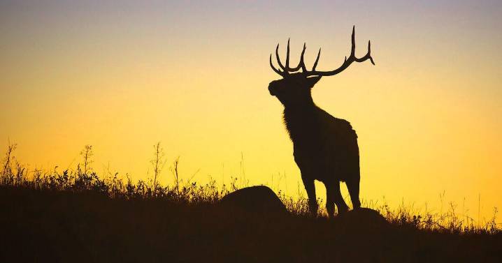 Colorado Parks and Wildlife sell leftover hunting licenses