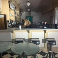 Got the scoop: Bear takes over California ice cream shop