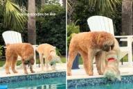 Goldendoodles Lose Ball in Pool—No One Can Cope With Hilarious Reaction