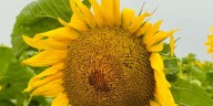 Golden Season: North Dakota sunflowers draw visitors from near and far