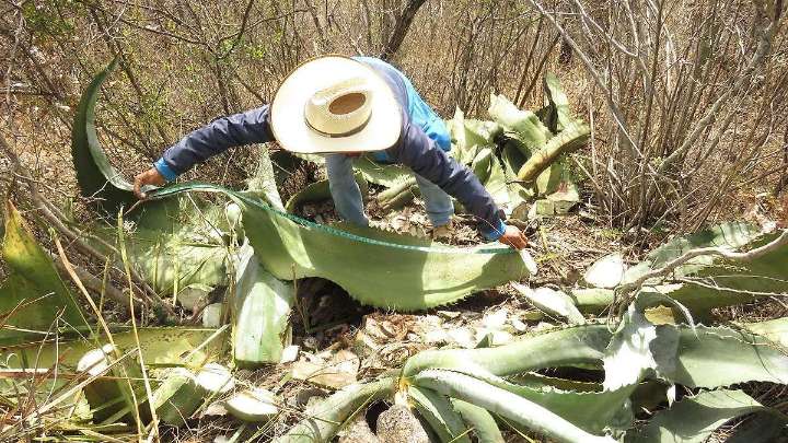 Caltepec apostará al mezcal con siembra de agave en terrenos ejidales