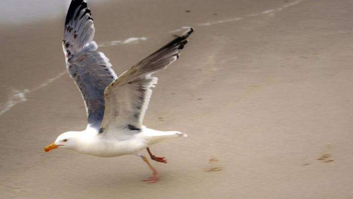 Mysterious illness affecting sea gulls in Southern California