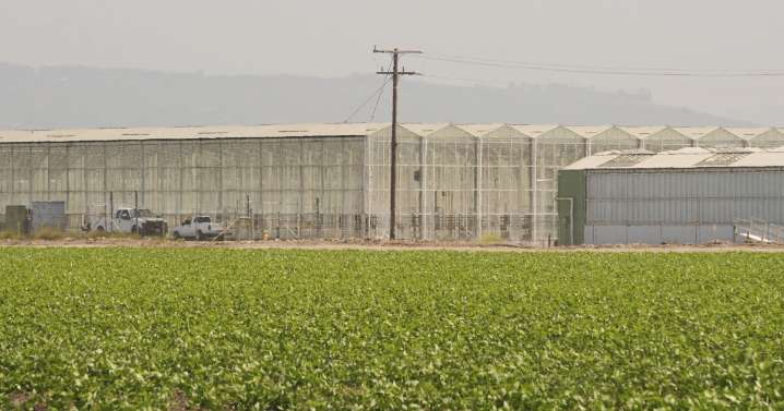Glass House says 9 employees were among hundreds detained in immigration raids