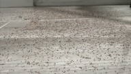 Can’t kill termites