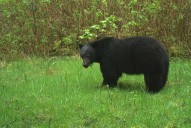 Parks Canada warns drivers to slow down after bear killed in Pacific Rim National Park