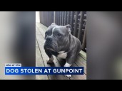 Chicago robbery suspect threatens to shoot dog owner, woman says