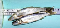 You could get paid for catching these fish species