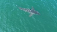 ‘Magnificent': Fisherman describes encounter with great white shark off Maine coast