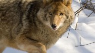 Commission signals plan to expand coyote hunting in Michigan