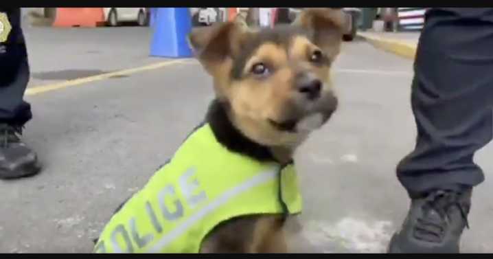 Policías de Tránsito de la CDMX rescatan y adoptan a cachorro en colonia Centro
