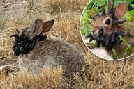 'Frankenstein' bunnies with head spikes invade US