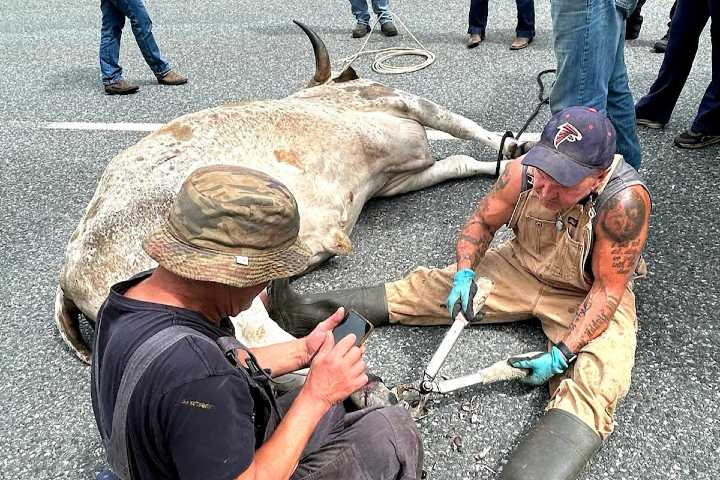 Rodeo bull on way to get hooves trimmed escapes, runs wild on Abbotsford highway