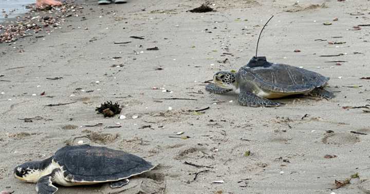 Aquarium releases 3 more sea turtles