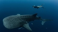 Nearly Every Whale Shark at This Tourist Destination Bears Human