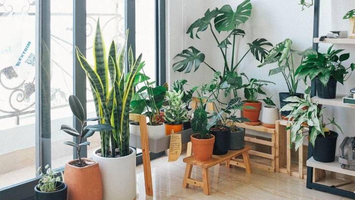 Conocé las plantas que activan la energía de la prosperidad y son perfectas para tu casa u oficina