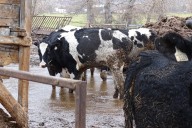 Similkameen rancher charged with keeping animals in distress