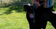 Lewis and Clark Humane Society is looking for foster families