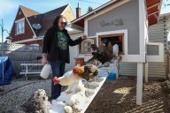 Aurora committee discusses lifting ban on backyard chickens