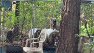 South Carolina man faces 78 charges after 39 hounds seized in Conway