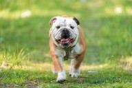 11 Dog Breeds Prone to Hereditary Health Problems
