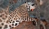 Destacan que la condena a los cazadores “es un salto de calidad en la búsqueda de justicia ante la matanza del yaguareté”