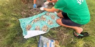 2025 sea turtle hatchlings numbers surpass last year’s totals