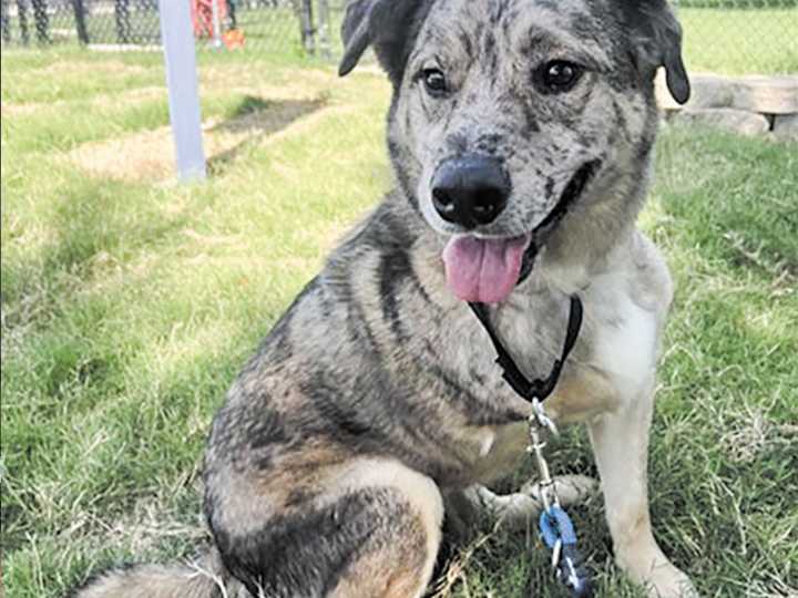 Pet of the week • 08