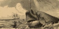 El ataque que inspiró a Melville: la historia real detrás de Moby Dick