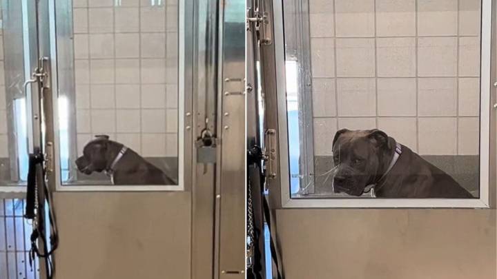 Lonely California Dog Waits In Shelter Cage, Longing For The Family She Has Never Known