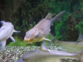Lake Mohave level going down as razorback sucker conservation work scheduled