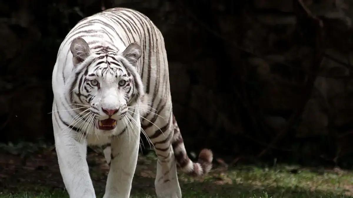 Luto en el Zoológico de Cali: esta es la causa de la muerte de Indira, una tigresa de Bengala y una de las más queridas por visitantes y la ciudadanía