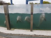 ¿Maltrato animal? Qué respondió la Provincia de Buenos Aires tras la denuncia de Montenegro por los delfines de Aquarium