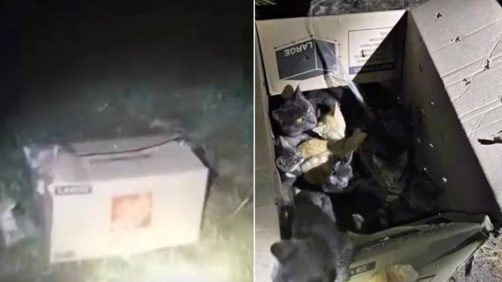 Indiana Woman’s Routine Dog Walk Takes An Unexpected Turn After A Shocking Discovery In A Cardboard Box