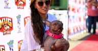 ‘World’s Ugliest Dogs’ – from scrambled egg faces to sad sticky