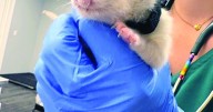Newborn kittens found in Kelowna scrapyard