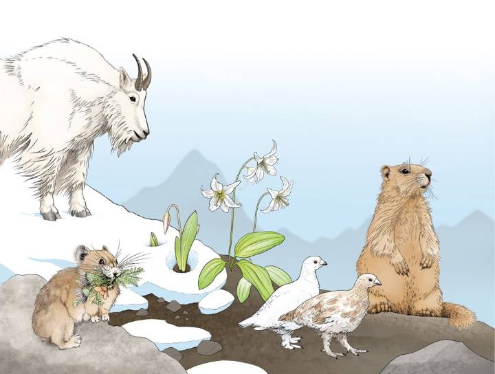 6 ways WA’s warming mountains are changing