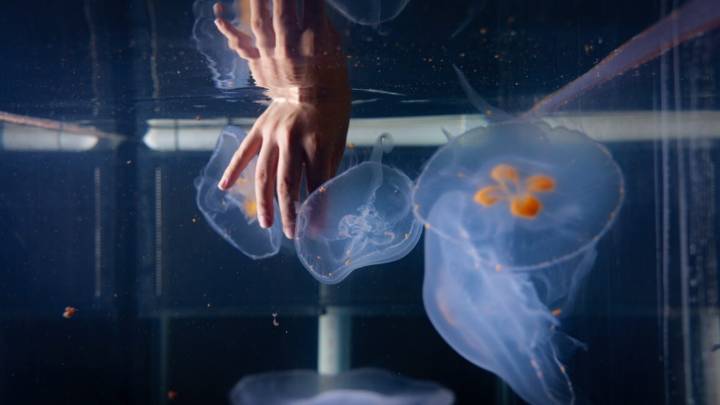 Scientists are building cyborg jellyfish to explore ocean depths