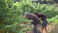 DO Penedès logra la primera vendimia 100% ecológica y desafía a Cava y Corpinnat
