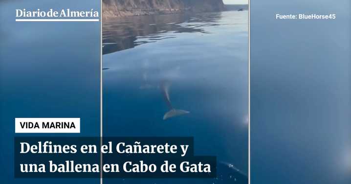 Delfines en el Cañarete y un ballena en Cabo de Gata
