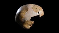 5-Year-Old Child Is Earliest Known Case Of Neanderthal And Homo Sapiens Interbreeding 140,000 Years Ago