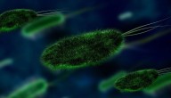 Infecciones por bacteria ‘come carne’ se disparan en EE.UU. y aumentan los fallecidos