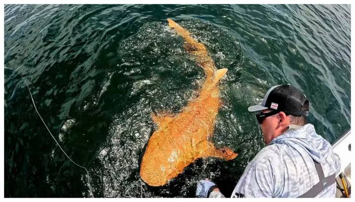 Registran en Costa Rica el primer tiburón nodriza naranja del mundo