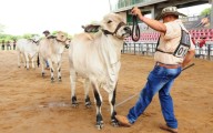 Feria Ganadera este fin de semana en Valledupar: juzgamiento de razas, cabalgata y concurso lechero