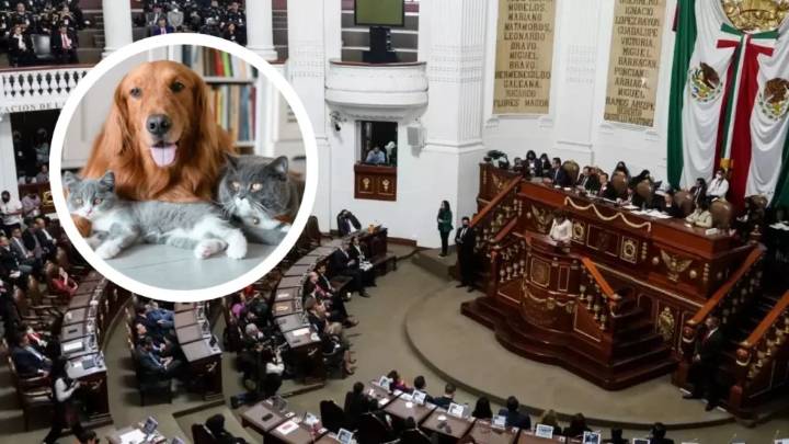 Congreso CDMX ratifica a animales como seres sintientes
