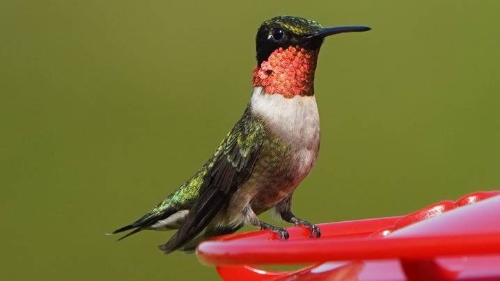 Fall migration: Everything you need to about feeding hummingbirds