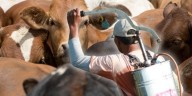México y EU acuerdan plan binacional contra el gusano barrenador