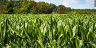 Iowa statewide precipitation below normal for first time since mid
