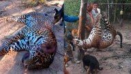 Histórico fallo en Formosa: tres cazadores irán a prisión por matar a un yaguareté